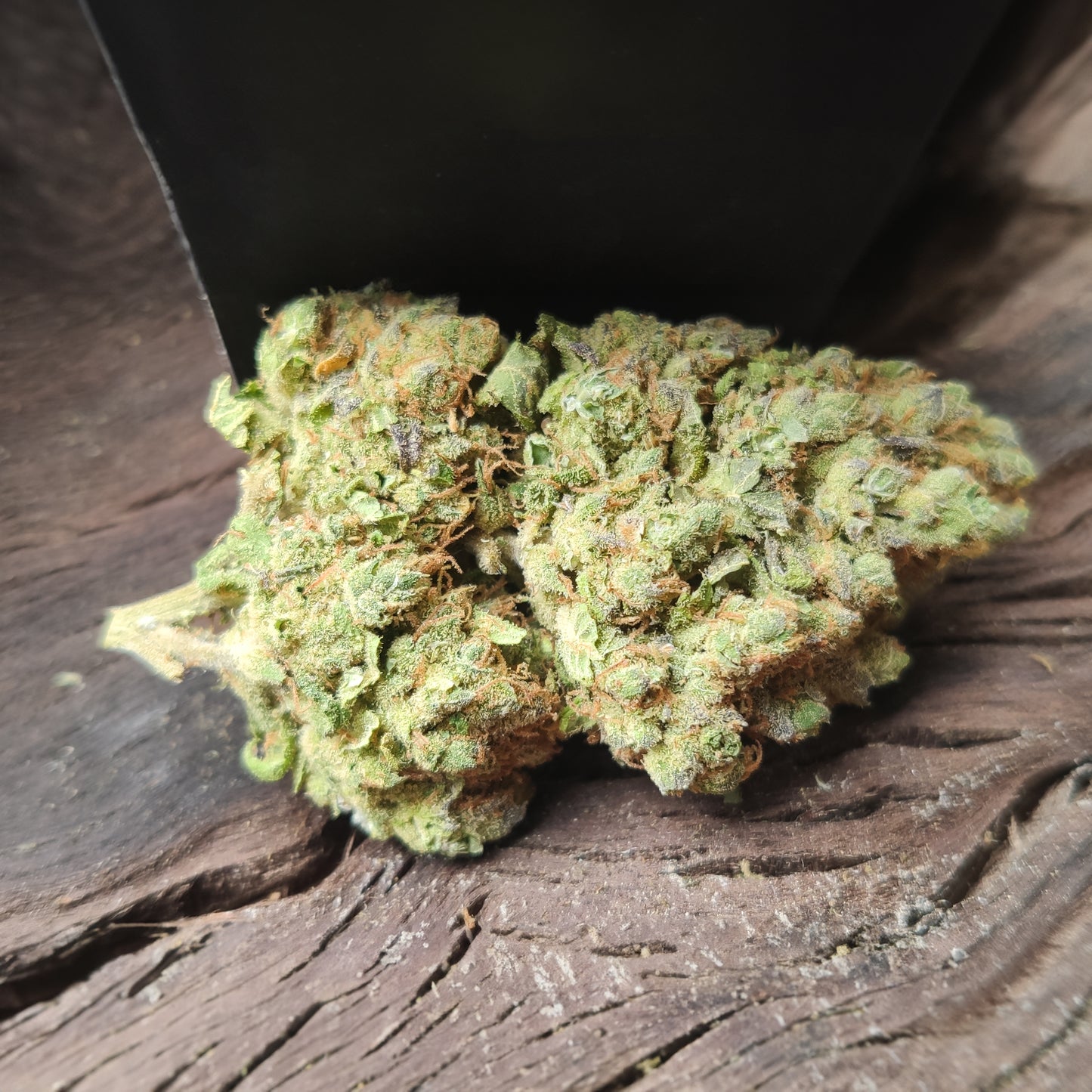 La Mobydick V3 | 18% | Phoenix CBD